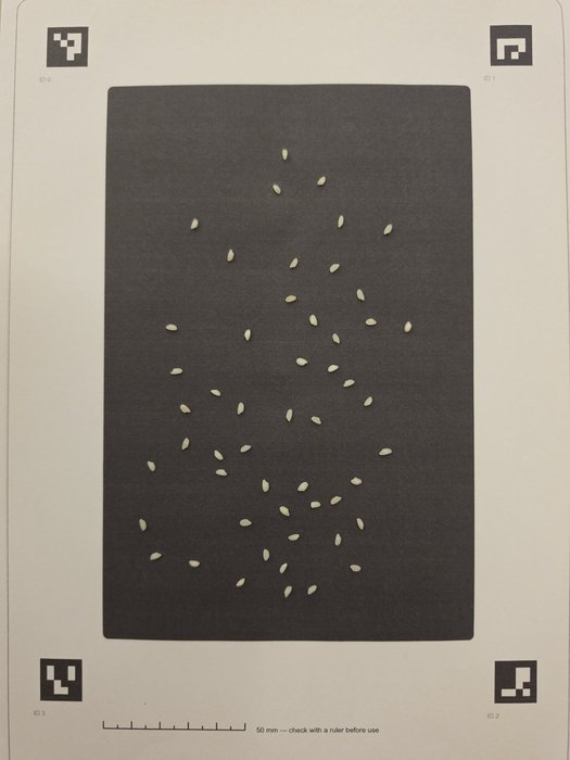 A photographed rice sample on the RiceCaliper calibration sheet